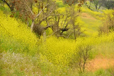 DSC_6306 (Large).JPG